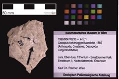 Foto (Objekt + Etiketten) von Coelopus hoheneggeri (Moericke, 1889) (NHMW-GEO-1990-0041-0238)